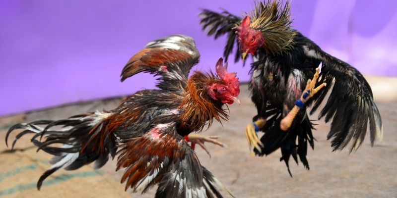 55 win KM Game Bài 3d