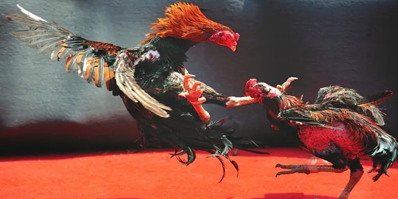 55 win bắn cá h5 chơi ngay