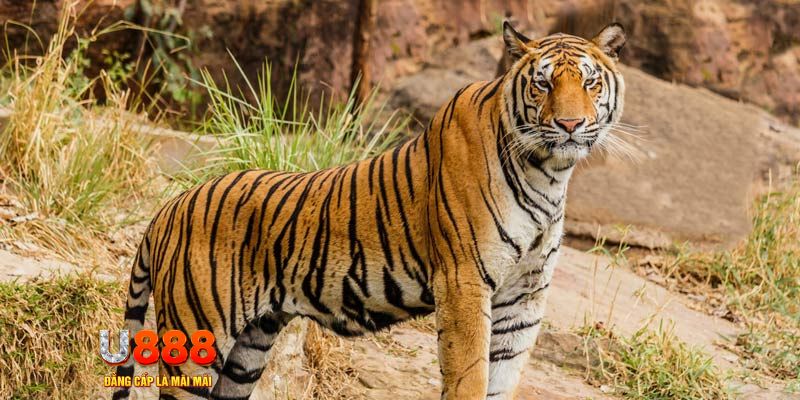 55 win game nổ hủ máy bay