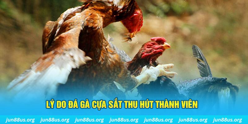 55 win chiếm slot là gì