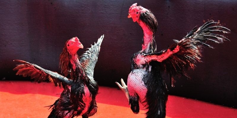 55 win thị trường baccarat là gì