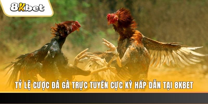 55 win baccarat online bịp như thế nào