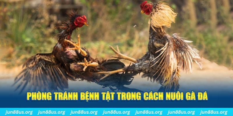 55 win đăng nhập phỏm online