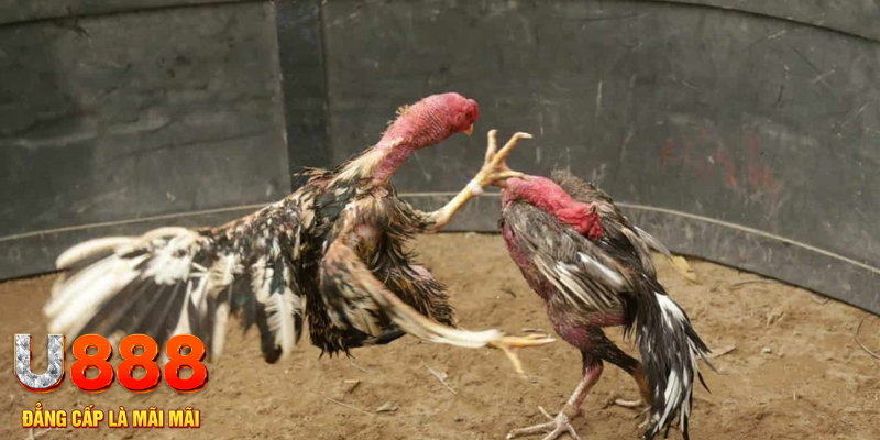 55 win đăng nhập tiến lên miền nam số 1